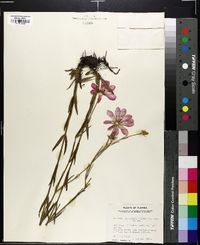 Sabatia bartramii image