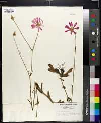 Sabatia bartramii image