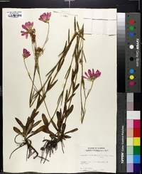 Sabatia bartramii image