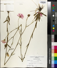 Sabatia bartramii image