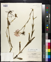 Sabatia bartramii image