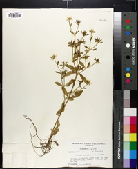 Sabatia calycina image