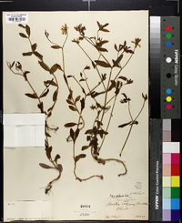 Sabatia calycina image