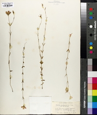 Sabatia campanulata image