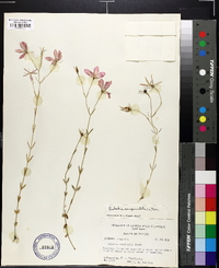 Sabatia campanulata image