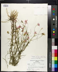 Sabatia campanulata image