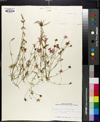 Sabatia campanulata image