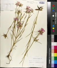 Sabatia gentianoides image