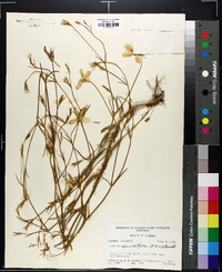 Sabatia grandiflora image