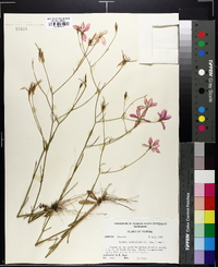 Sabatia grandiflora image