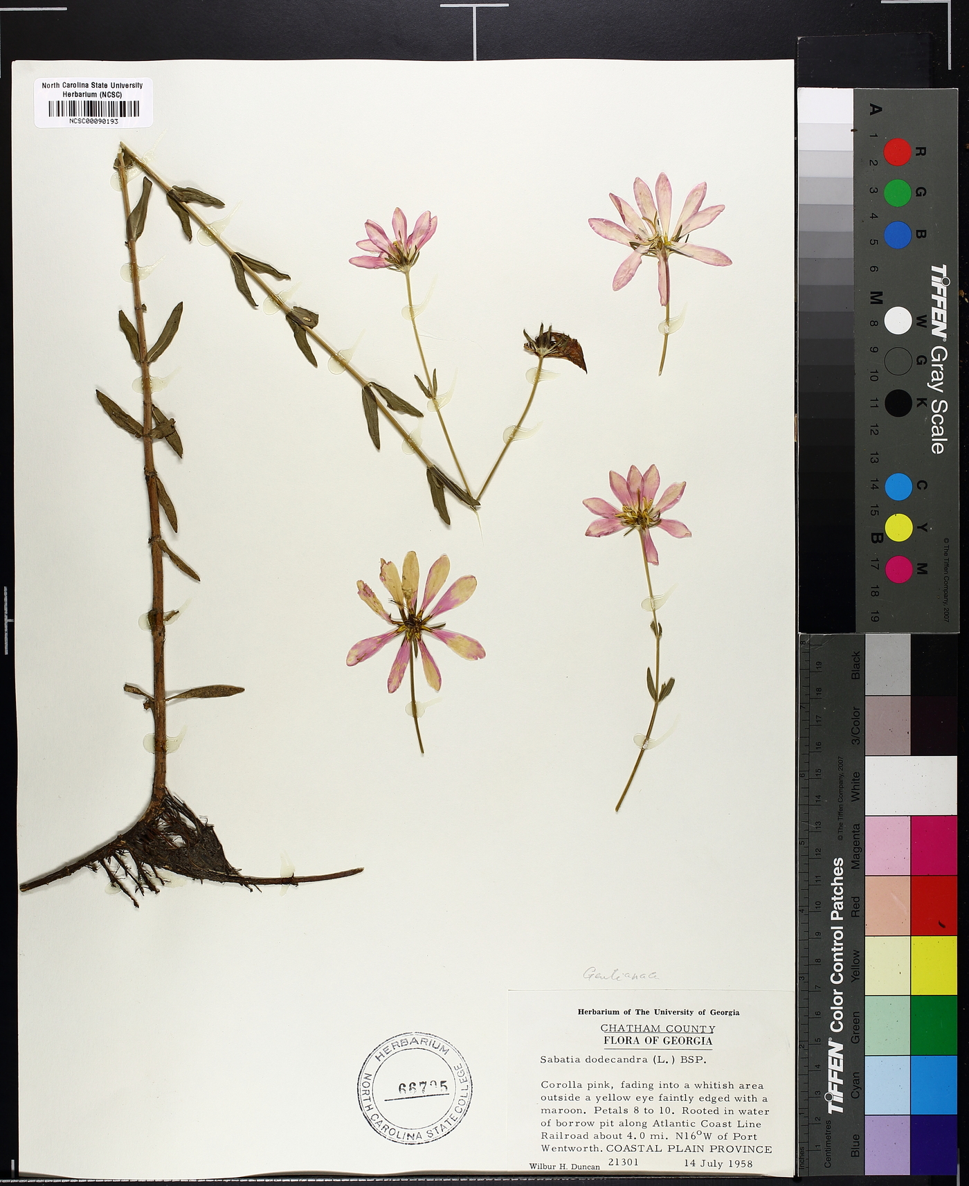Sabatia dodecandra image