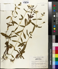 Sabatia dodecandra image