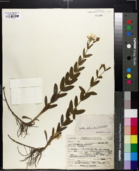 Sabatia dodecandra image