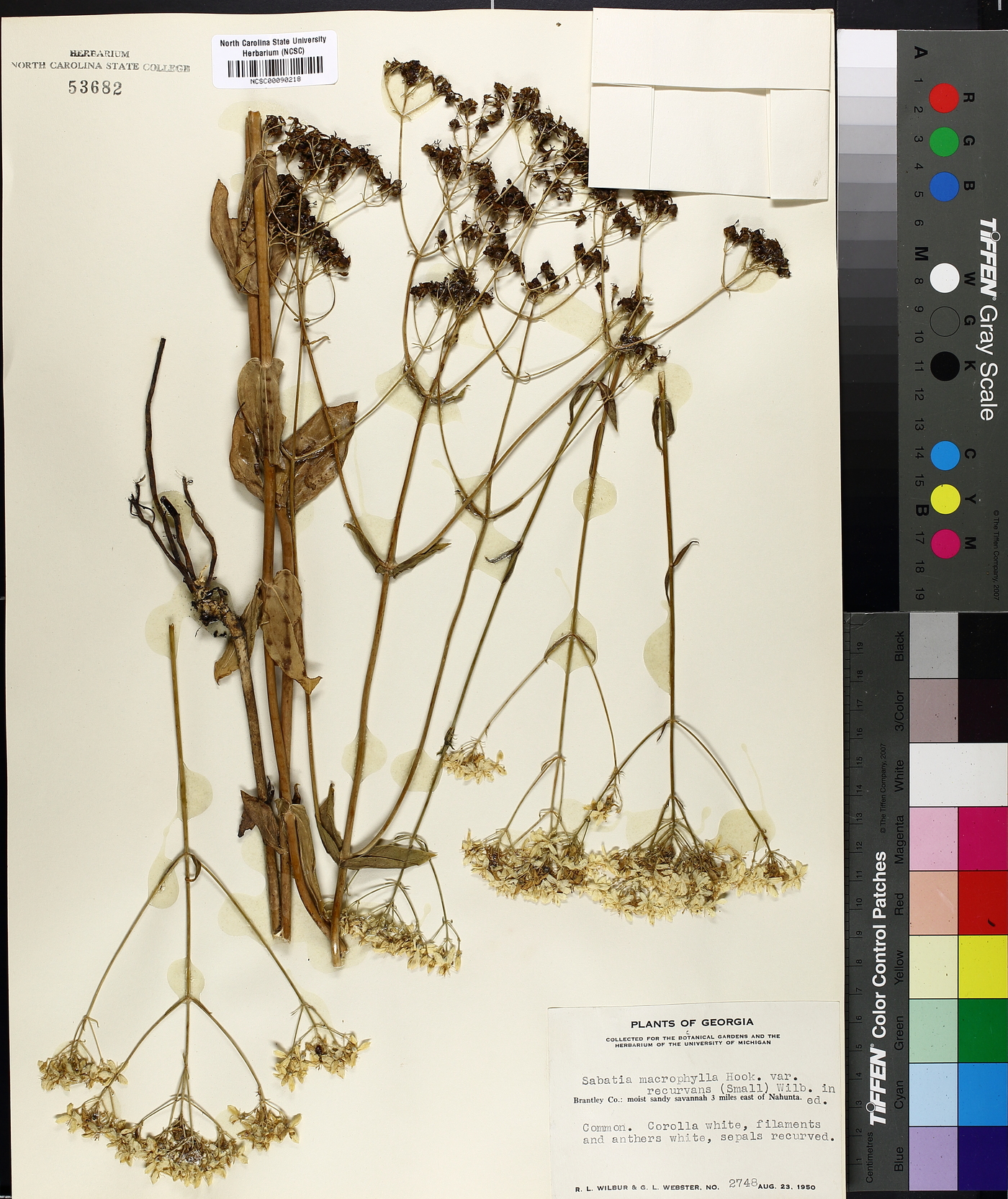 Sabatia macrophylla var. recurvans image