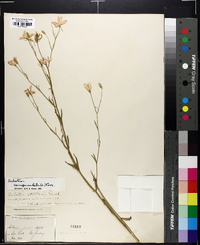 Sabatia campanulata image