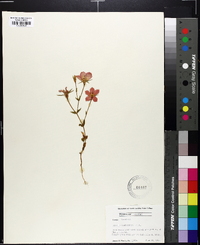 Sabatia campestris image