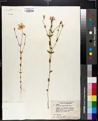 Sabatia campestris image