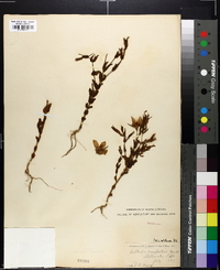 Sabatia campestris image