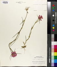 Sabatia gentianoides image