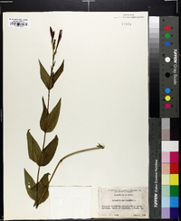 Spigelia marilandica image