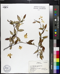 Gelsemium sempervirens image