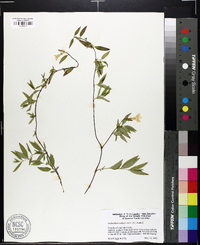 Gelsemium sempervirens image