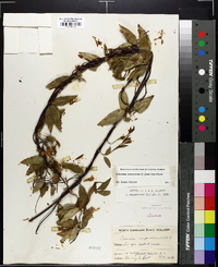 Gelsemium sempervirens image