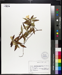 Gelsemium sempervirens image