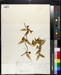 Gelsemium sempervirens image