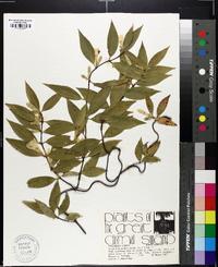 Gelsemium sempervirens image