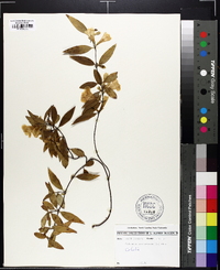 Gelsemium sempervirens image
