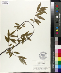 Gelsemium sempervirens image