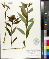 Amsonia tabernaemontana image