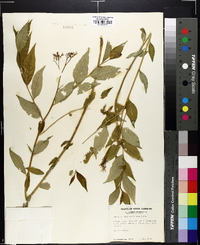 Amsonia tabernaemontana image