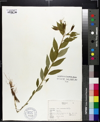 Amsonia tabernaemontana image