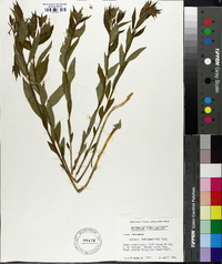 Amsonia tabernaemontana image