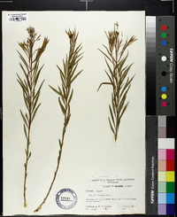 Amsonia ciliata image