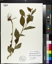 Amsonia tabernaemontana image