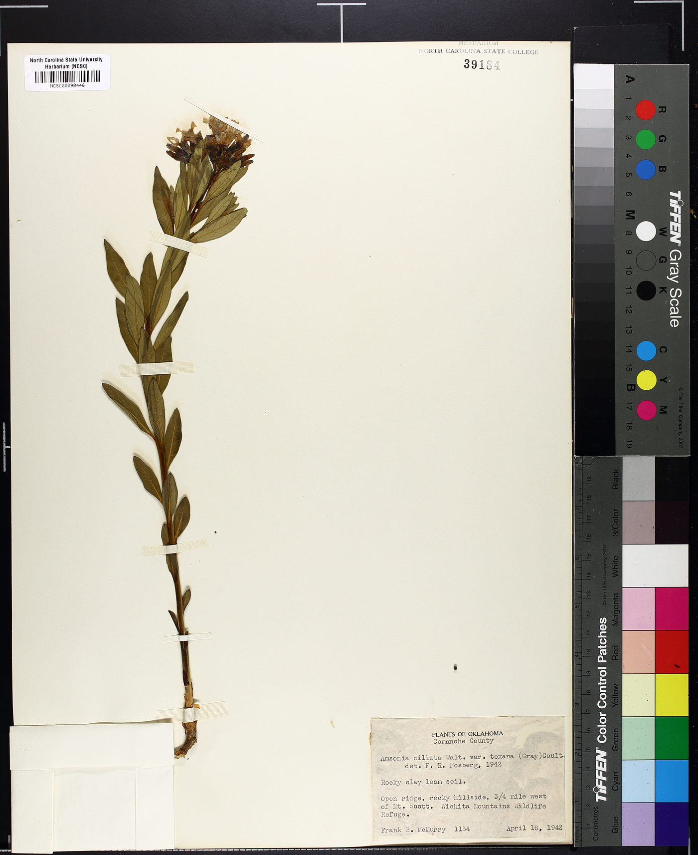 Amsonia ciliata var. texana image
