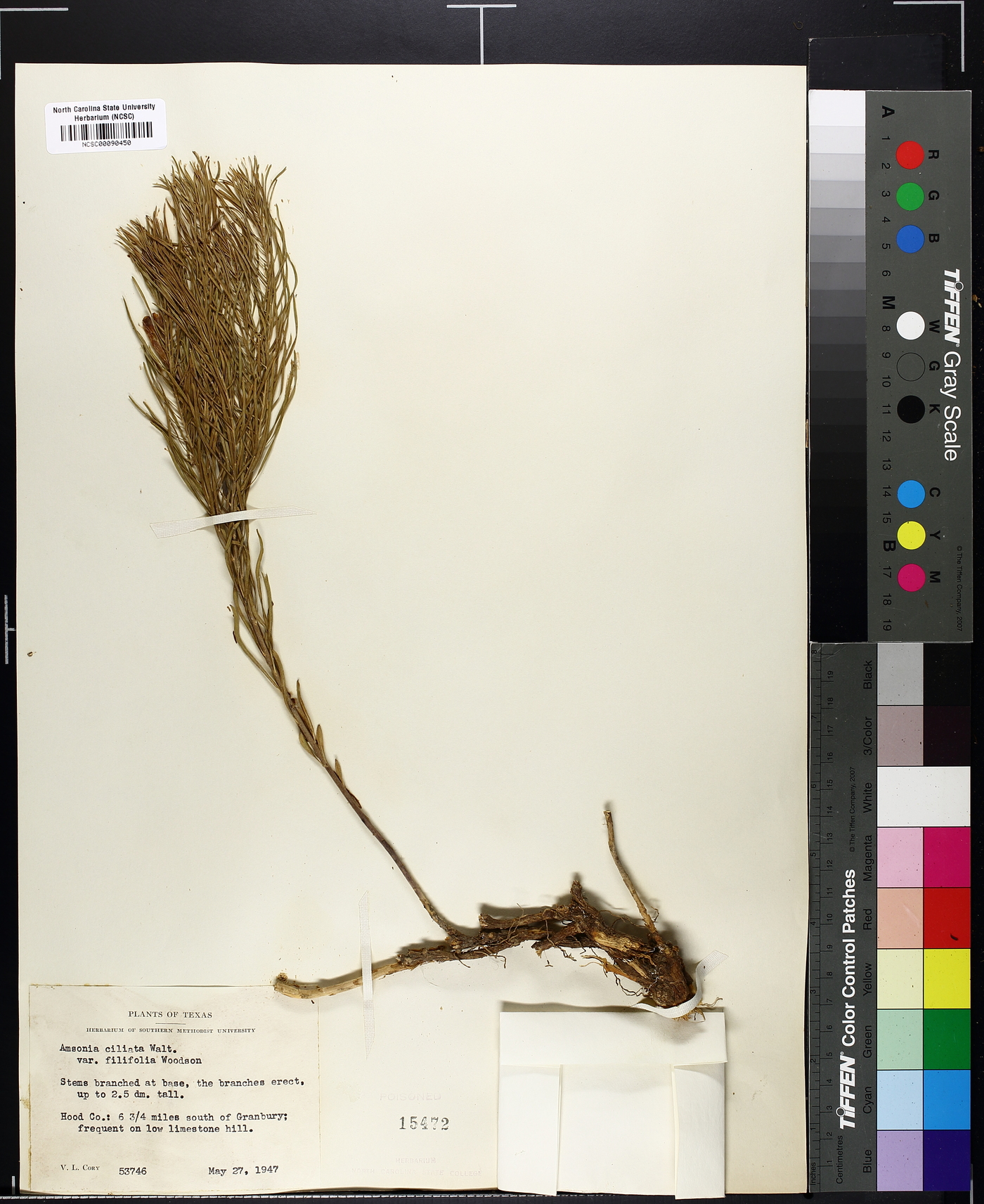 Amsonia ciliata var. filifolia image