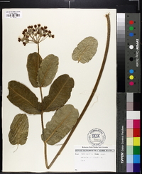 Asclepias amplexicaulis image