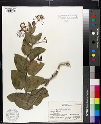 Asclepias humistrata image