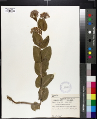 Asclepias humistrata image