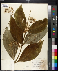 Asclepias exaltata image