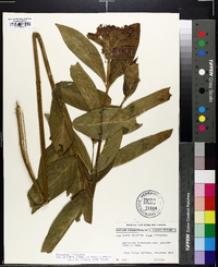 Asclepias incarnata subsp. pulchra image