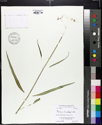 Asclepias lanceolata image