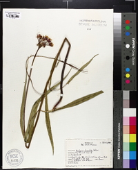 Asclepias lanceolata image