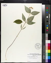 Asclepias quadrifolia image