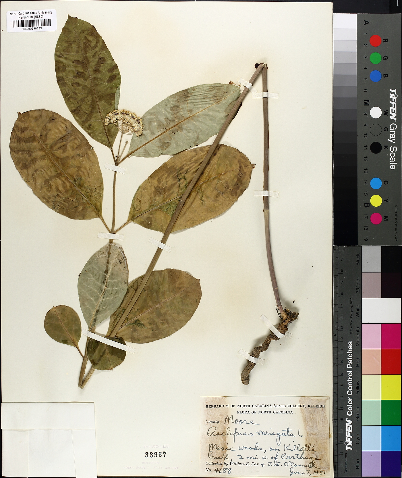 Asclepias variegata image