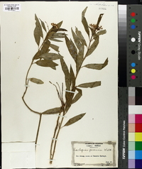 Asclepias perennis image